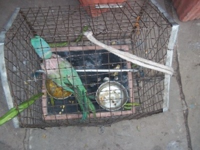 Parrot on prison