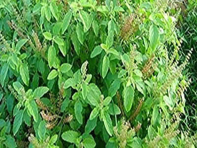 Tulsi Mata-nai subeh