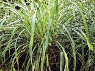 lemon grass